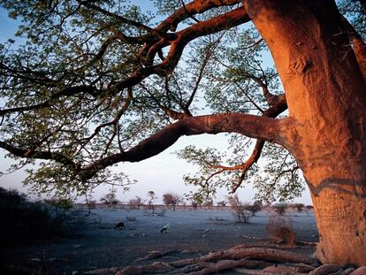 Xavier Moret. A la sombra del baobab. Viaje en busca de las raíces de África.